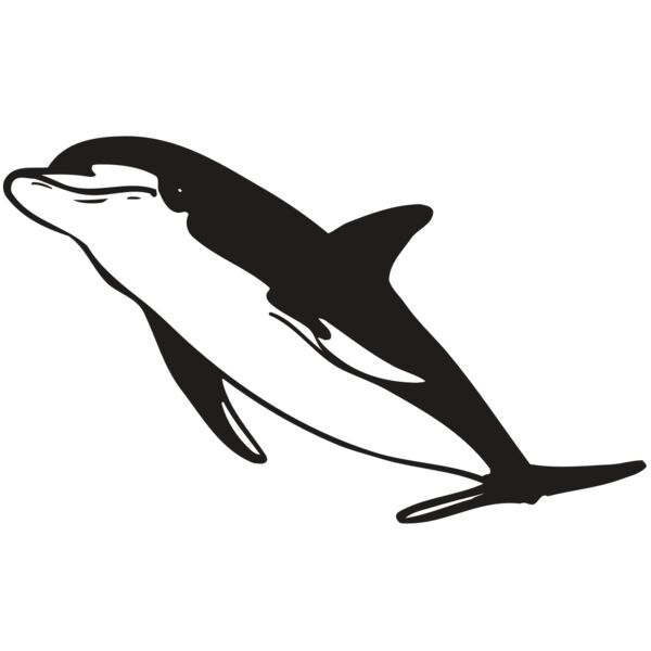 AR DOLPIN 13 RC Miniaturansicht