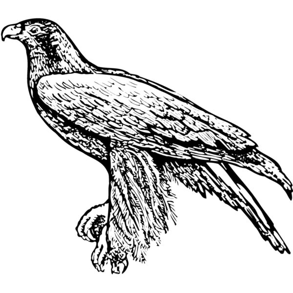 BIRD003 Miniaturansicht