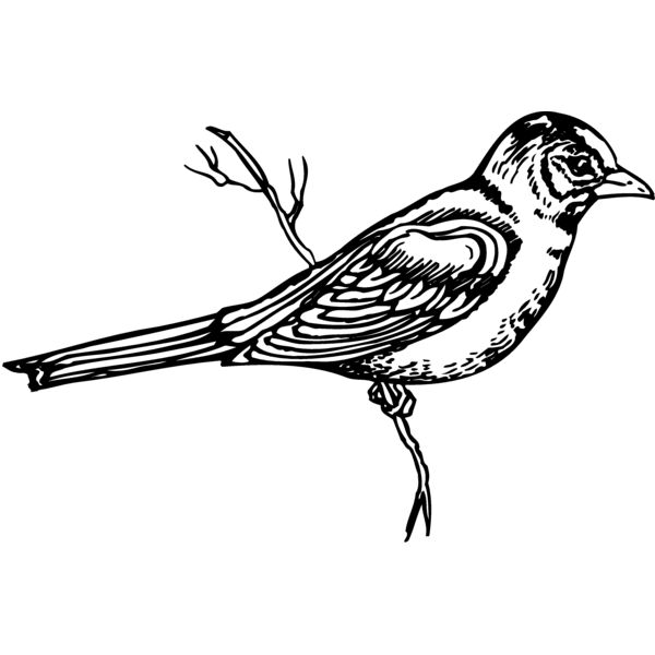 BIRD026 Miniaturansicht