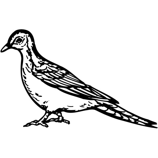 BIRD034 Miniaturansicht