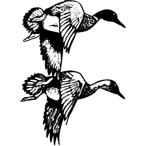 BIRD084 Miniaturansicht