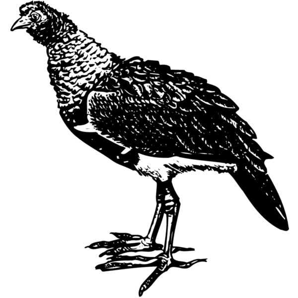 BIRD092 Miniaturansicht