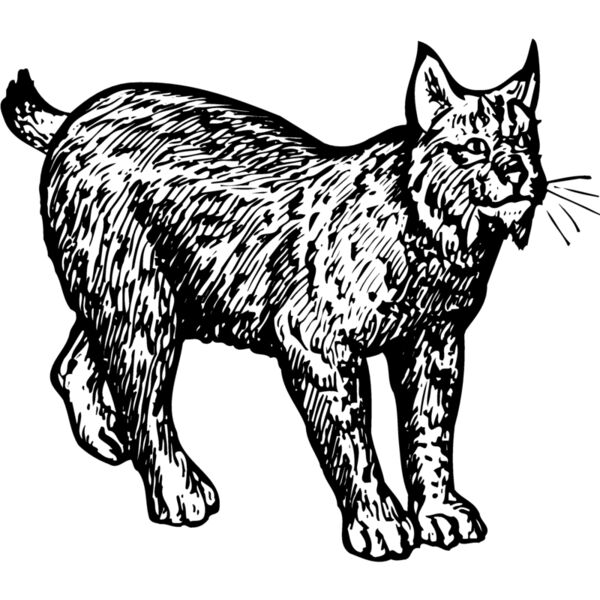 BOBCAT02 Miniaturansicht