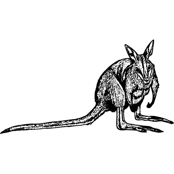 KANG001 Miniaturansicht