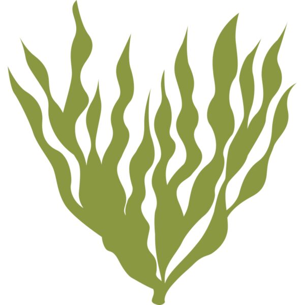 Sea Plants 5 Miniaturansicht